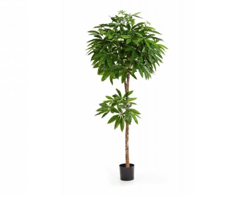 Пахира искусственная 150см