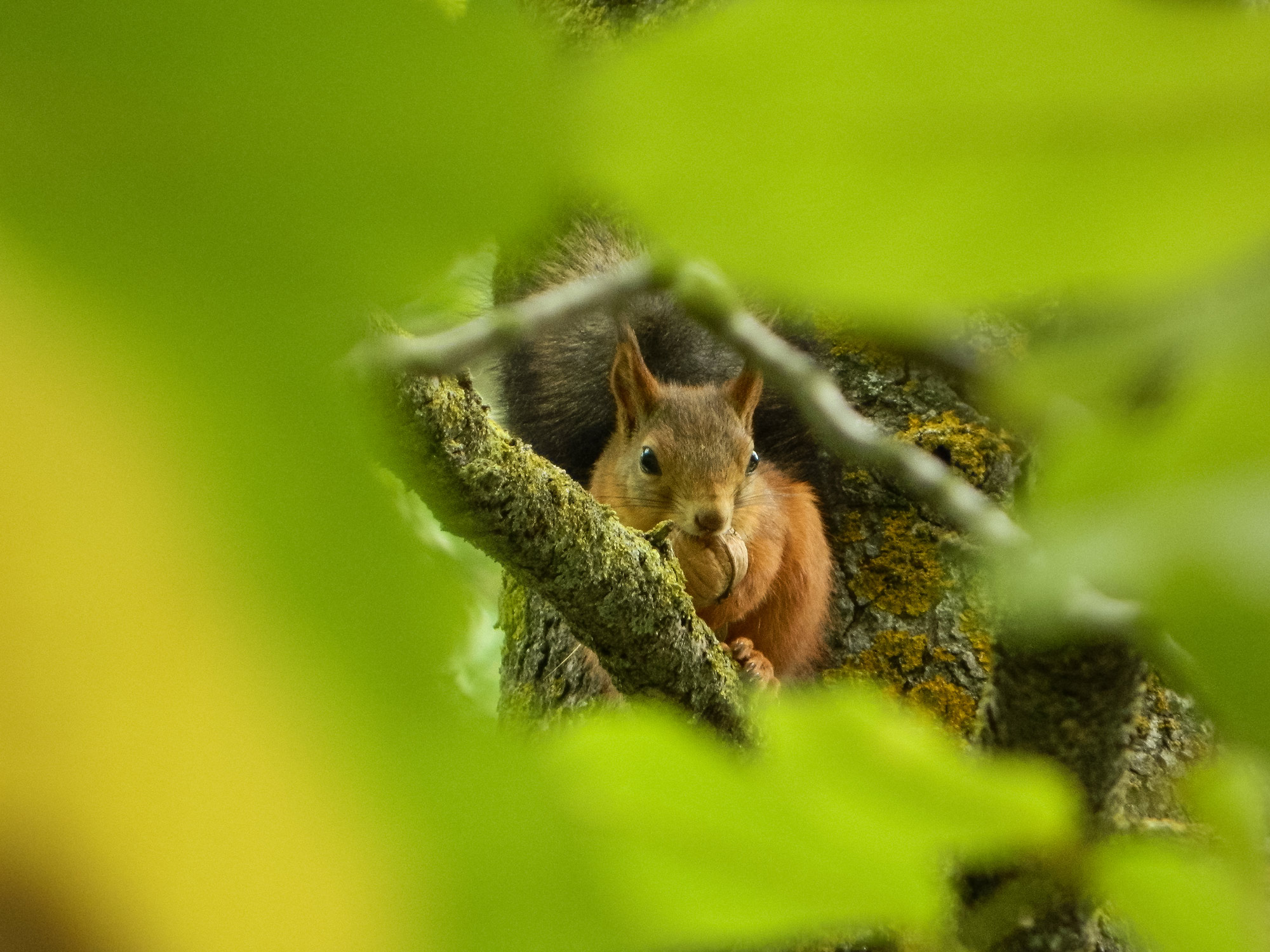 В зелёном домике