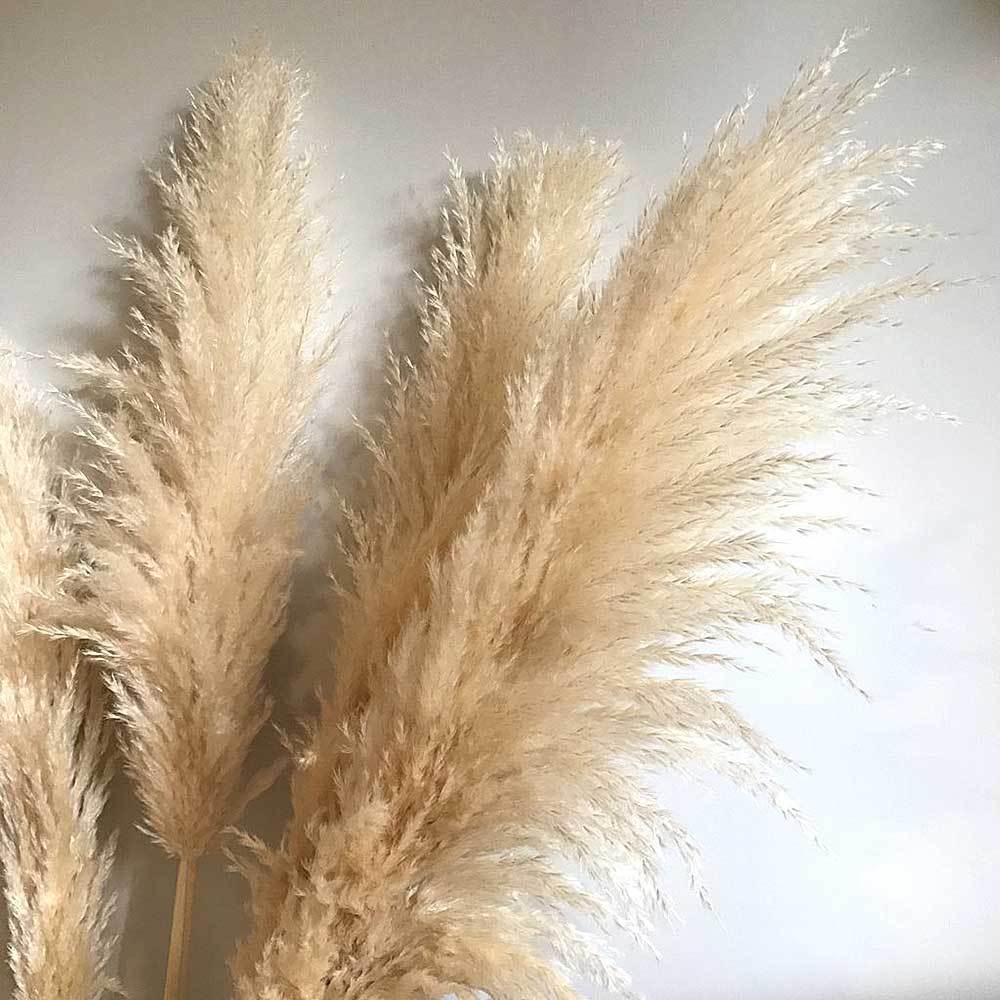Сухоцвет пампасная трава высокая 1,6м 5-7шт