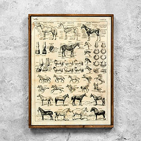 Постер настенный "Лошади"