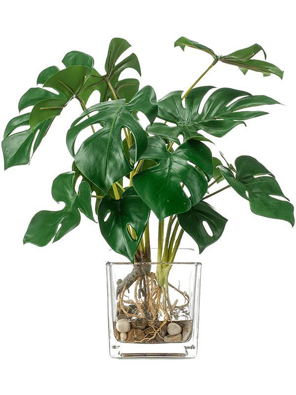 Кустик монстеры (9x) h 40 в прозрачном кашпо