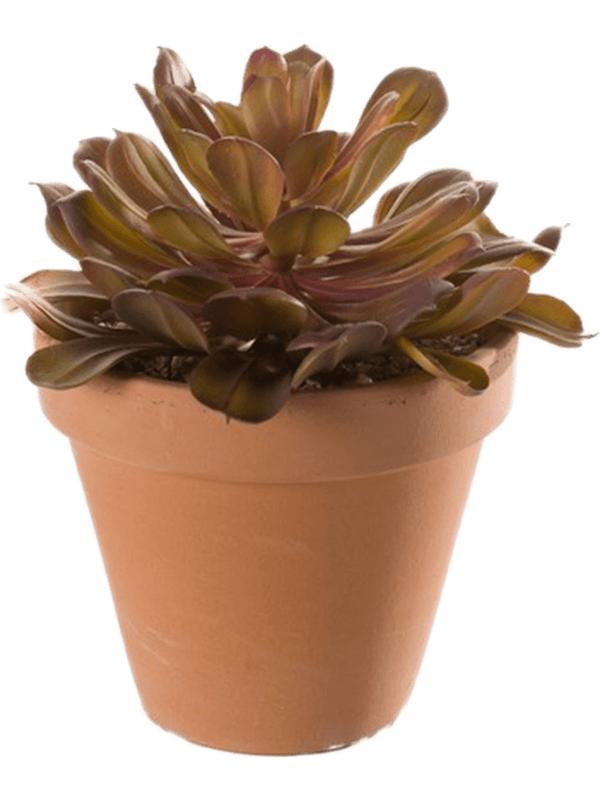 Семпервивум (молодило) бордовый в горшке искусственный