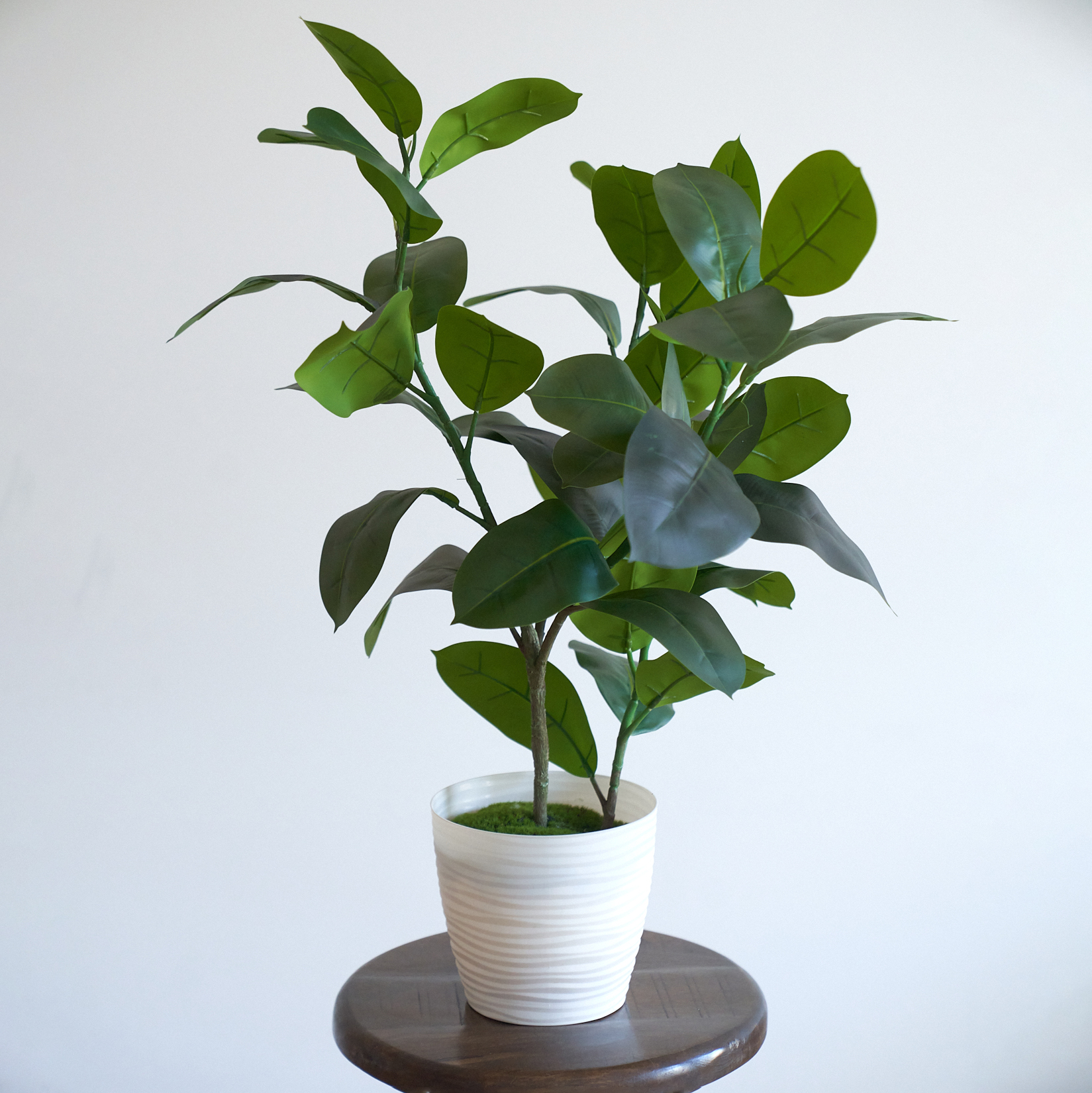 Фикус искусственный Эластика 75 см