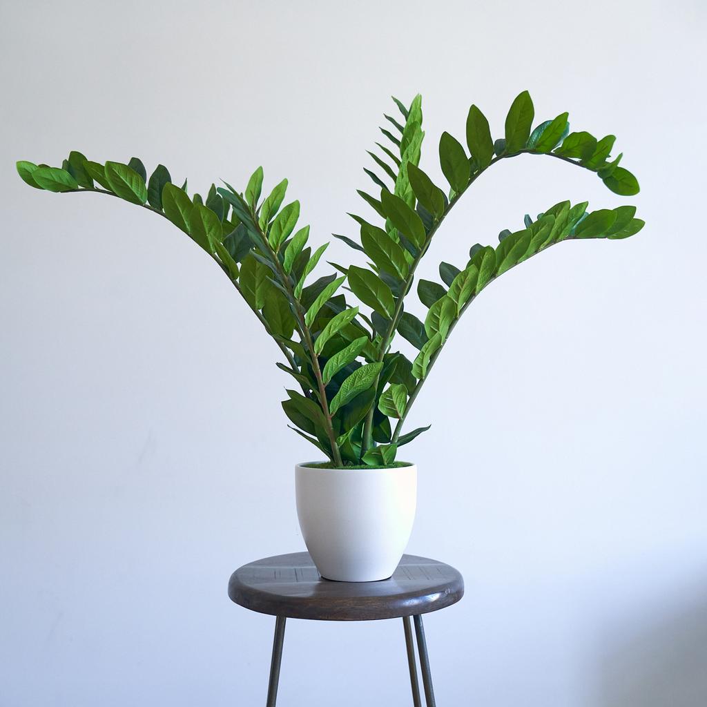 Замиокулькас искусственный в белом кашпо 80 см