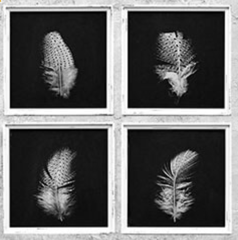 Сет постеров "Перья", 4 шт 50х50