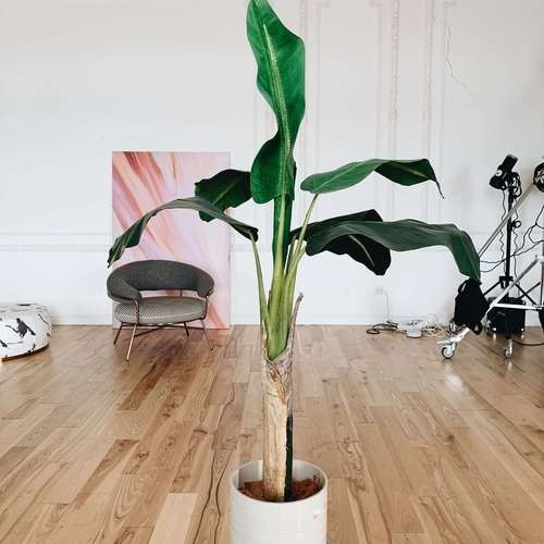 Банан в керамическом кашпо 1,2м