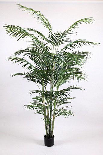 Пальма 3х ствольная  1,8 м