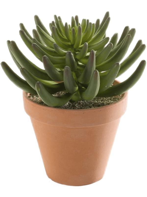 Семпервивум (молодило) зелёный в горшке искусственный h 24