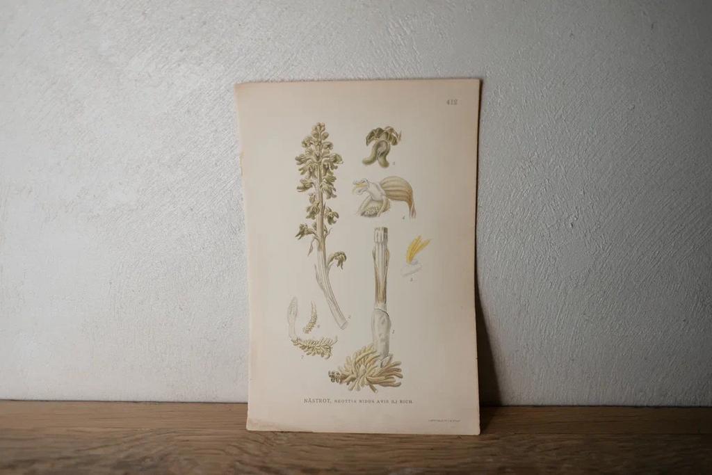 Литография 1917 года