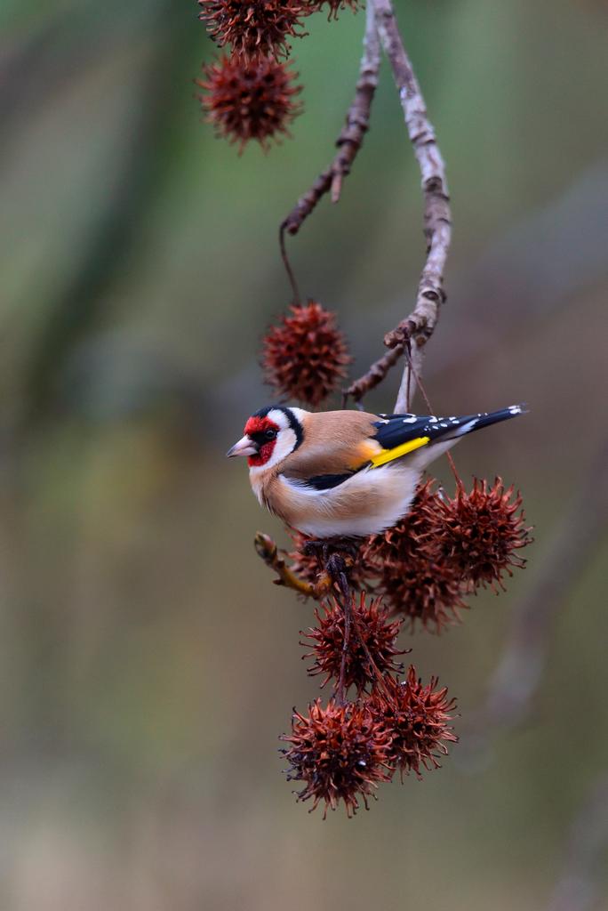 Щегол-красавец